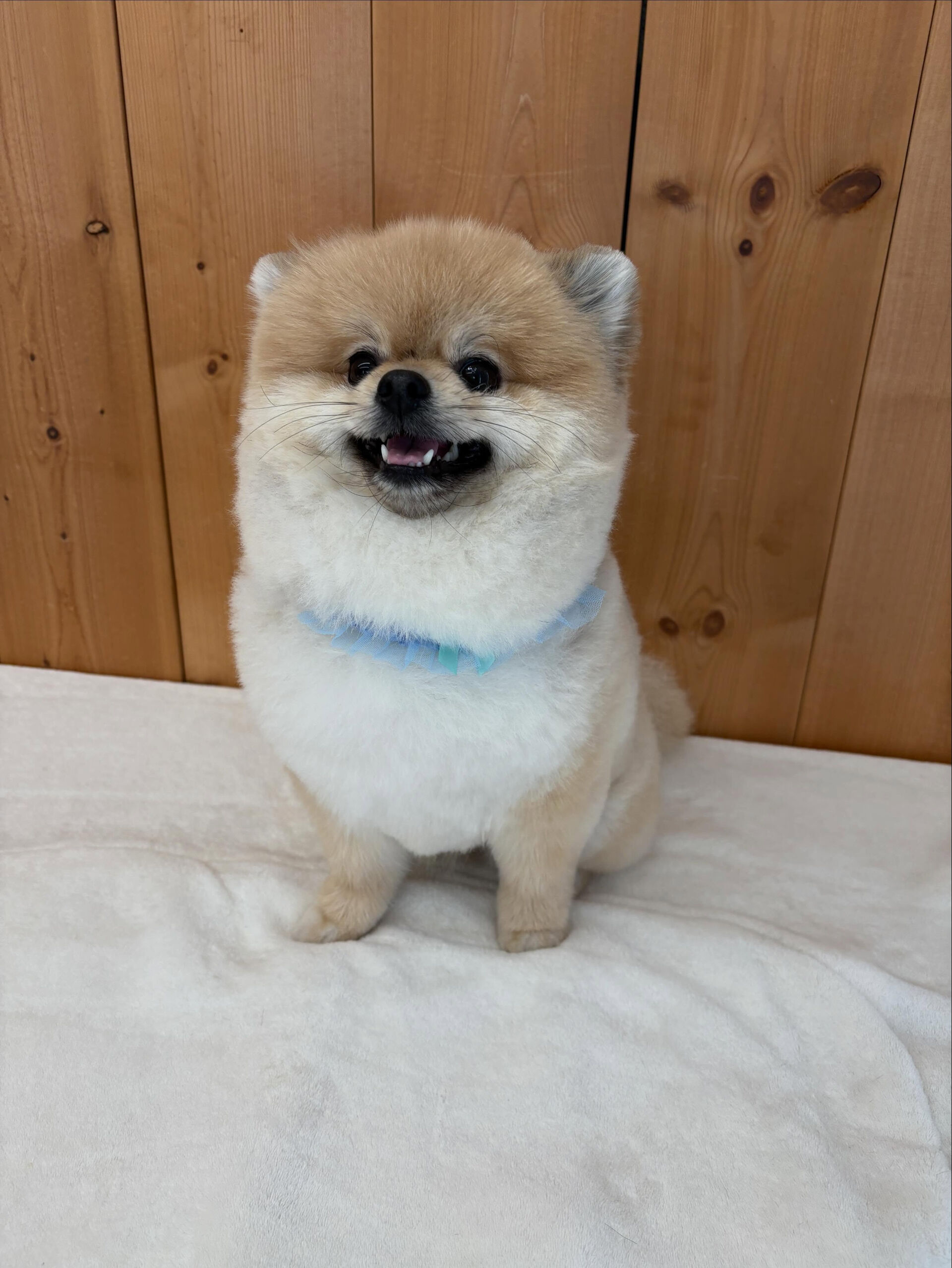 ポメラニアンのまめ吉くん