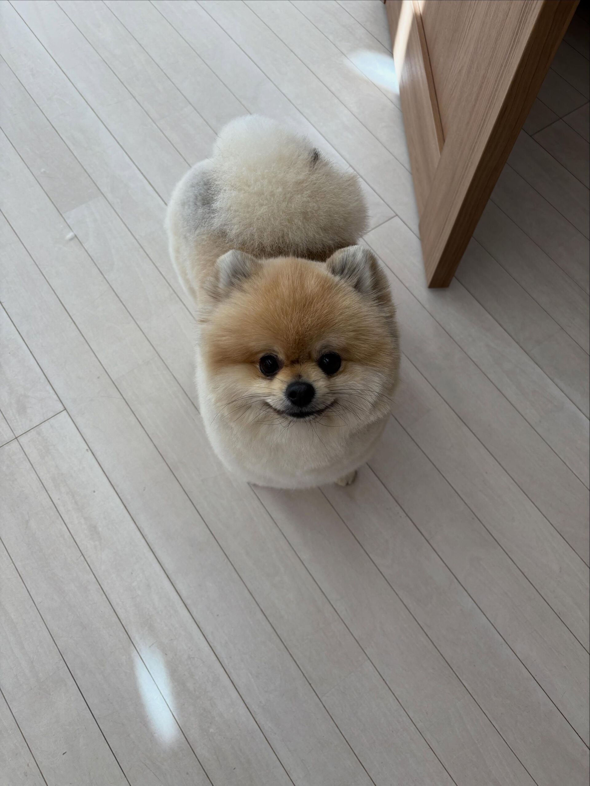 ポメラニアンのまめ吉くん