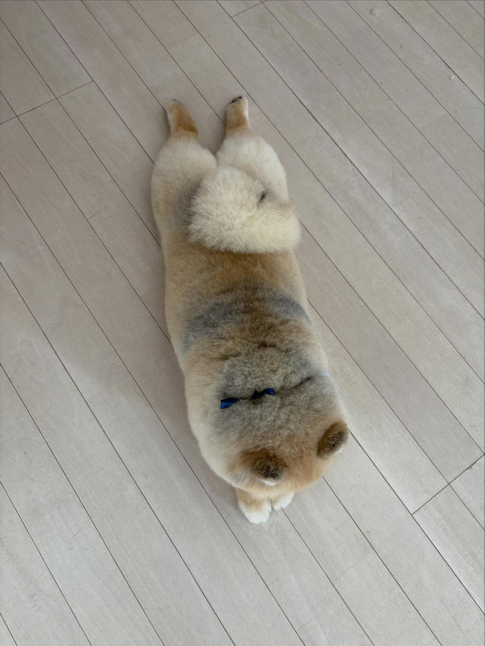 ポメラニアンのまめ吉くん