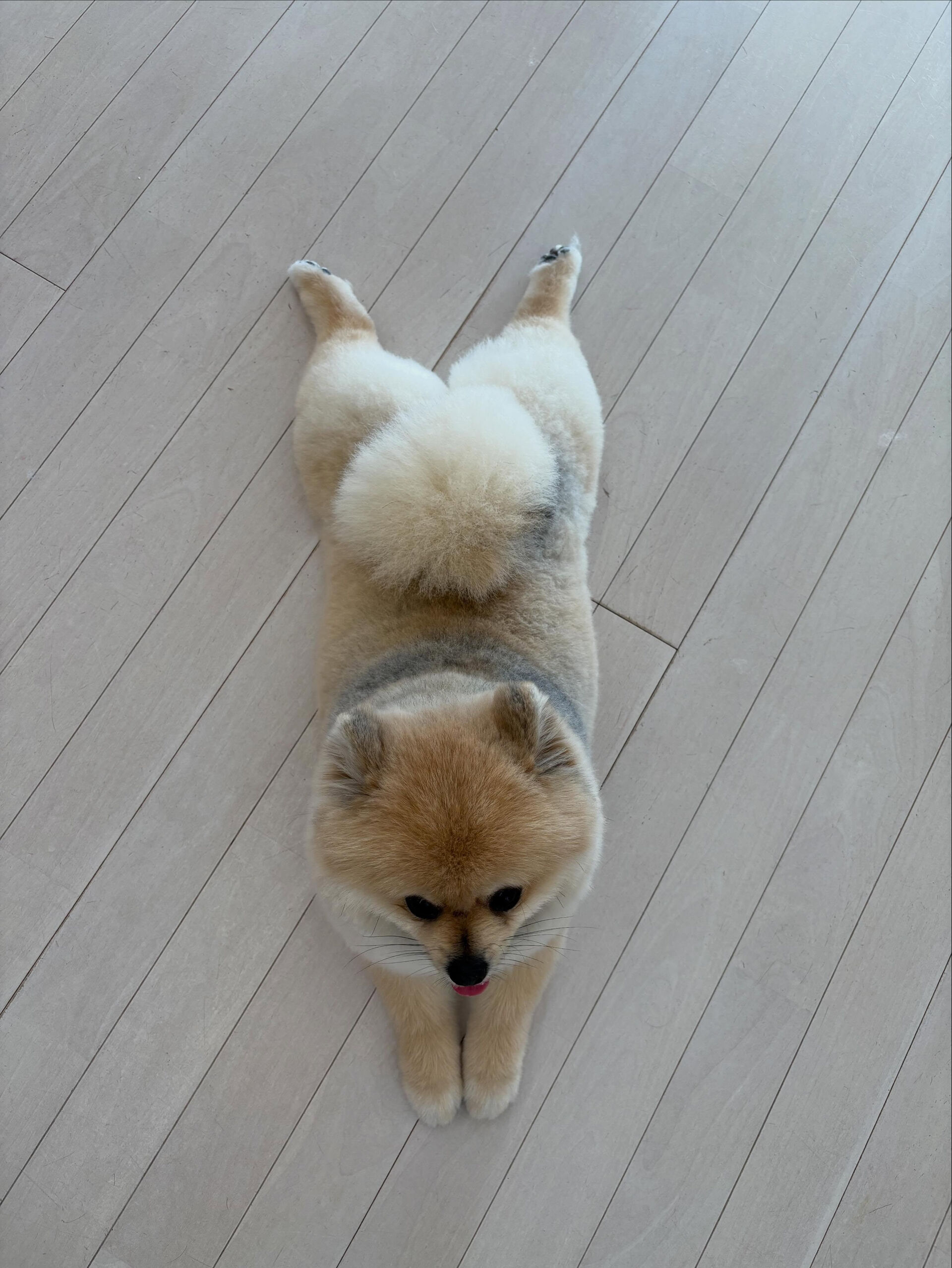 ポメラニアンのまめ吉くん