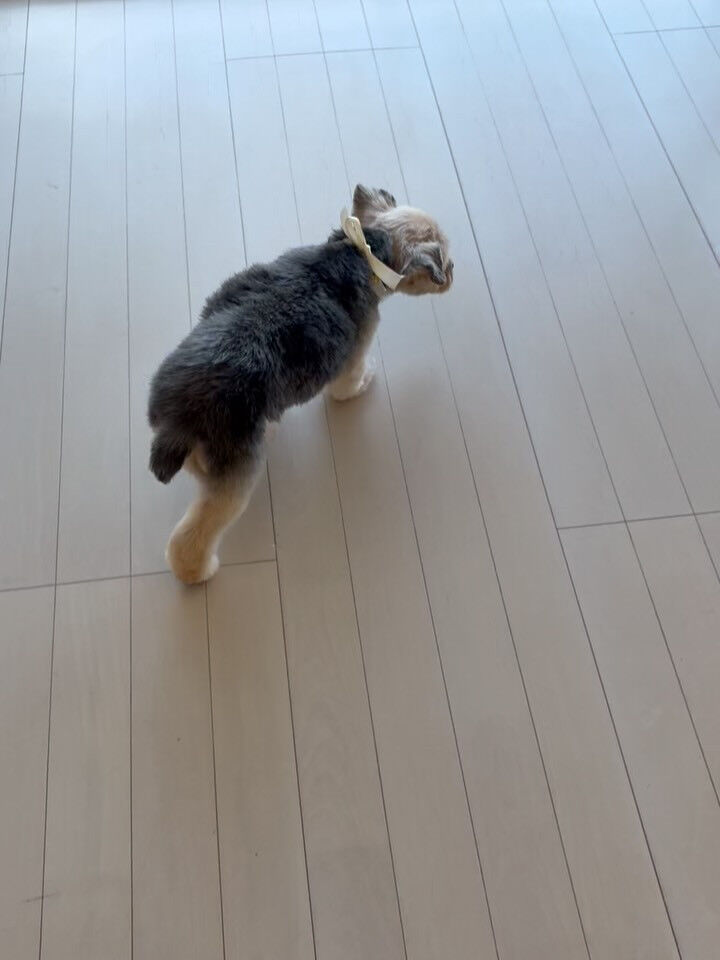 ヨークシャテリアのライト君