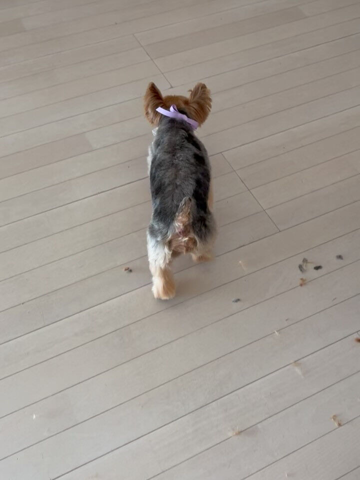 ヨークシャテリアのレイアちゃん