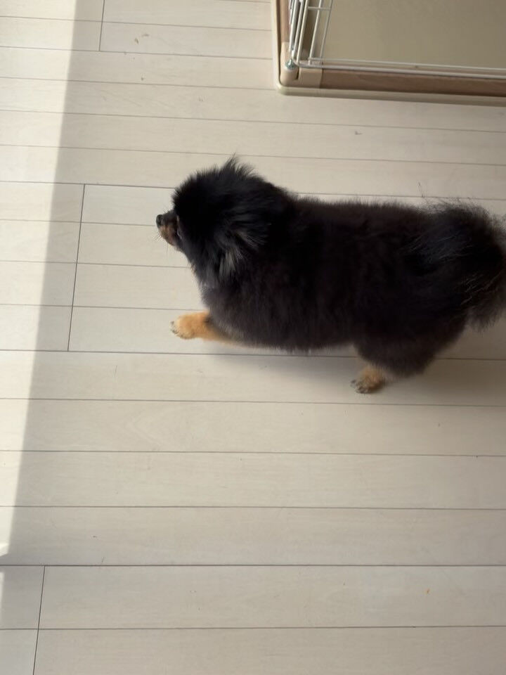 ポメラニアンの小梅ちゃん
