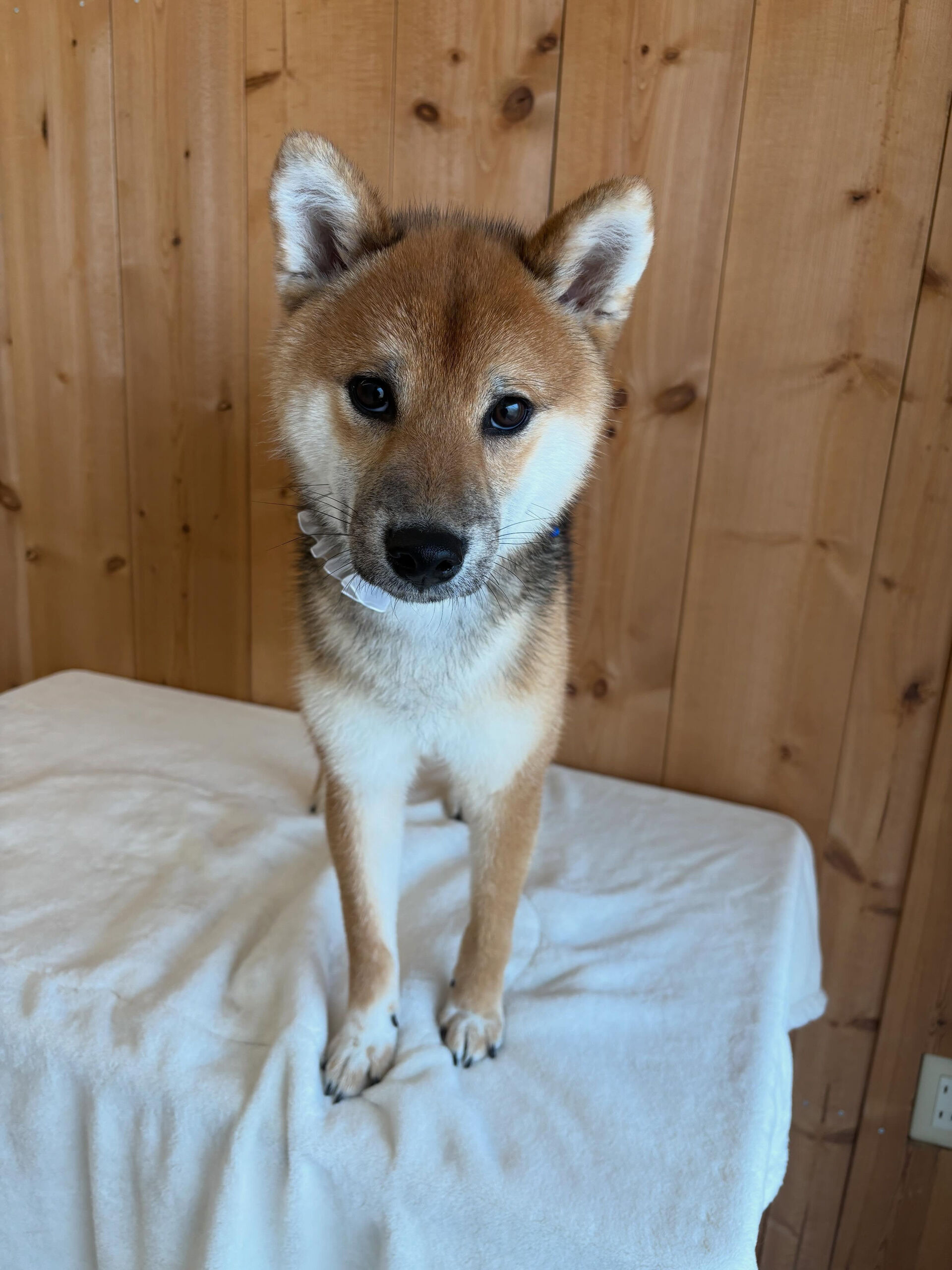 柴犬のぎんが君
