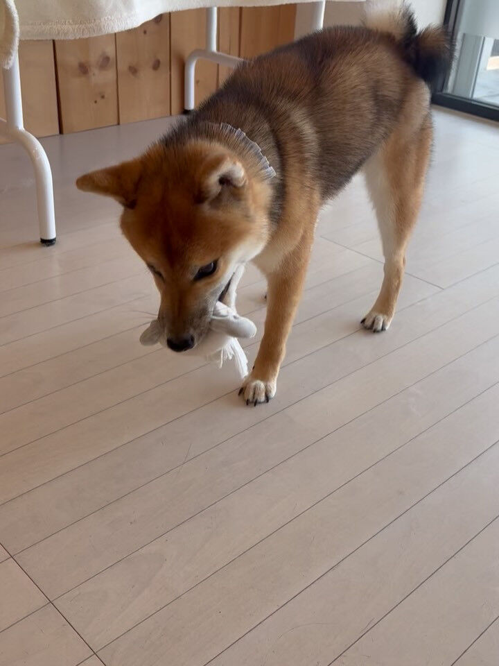 柴犬のぎんが君