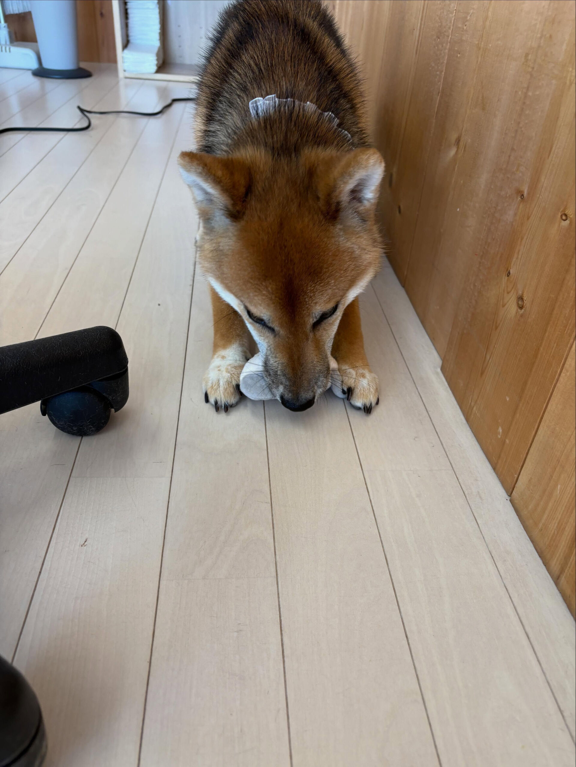 柴犬のぎんが君