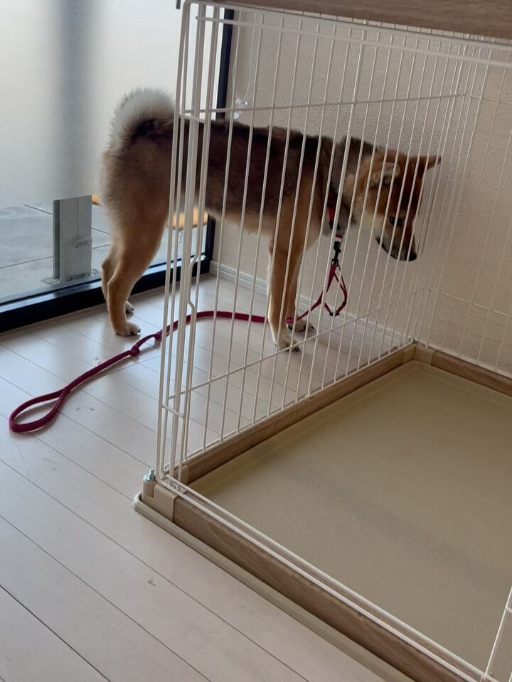 柴犬のぎんが君
