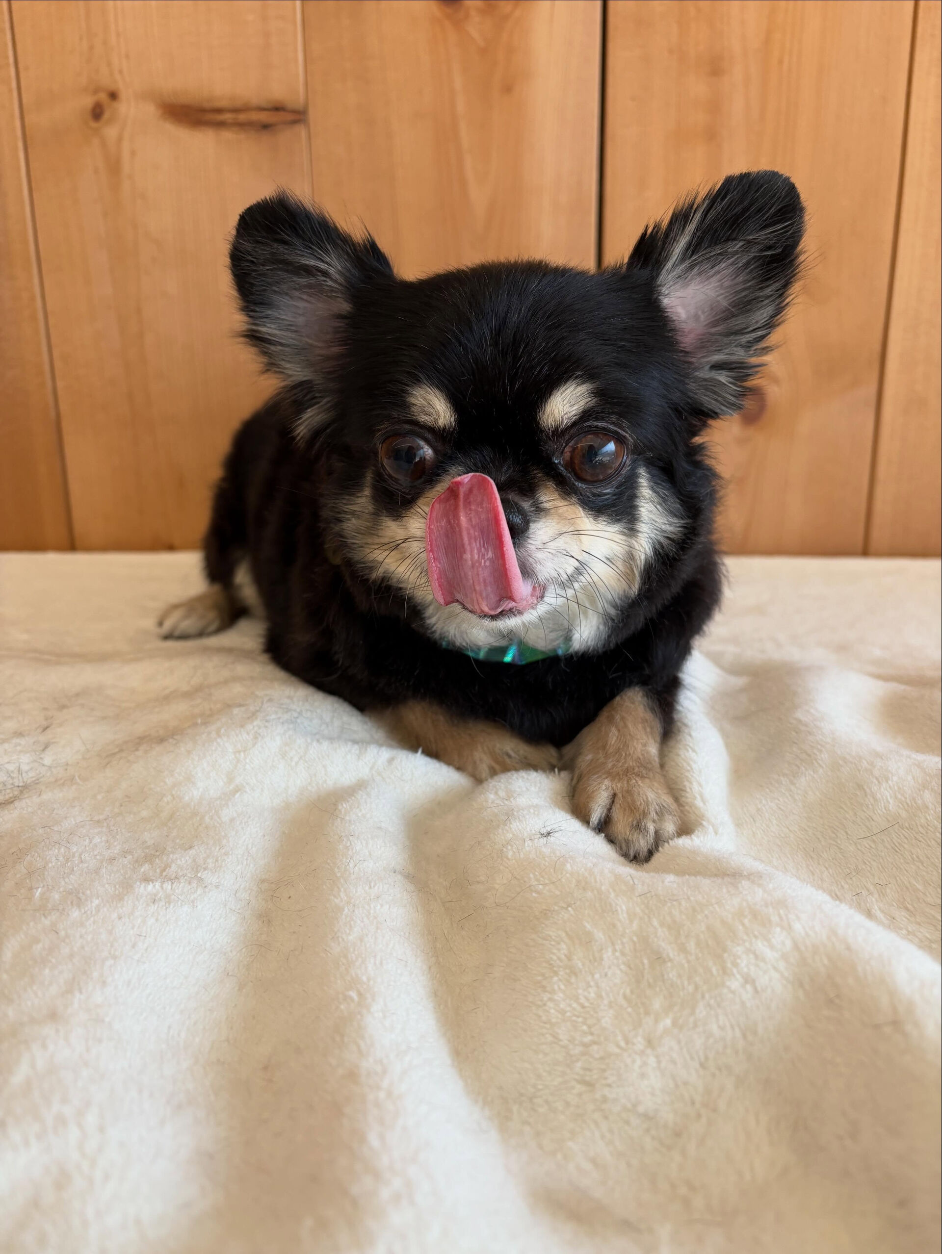 チワワのまるちゃん