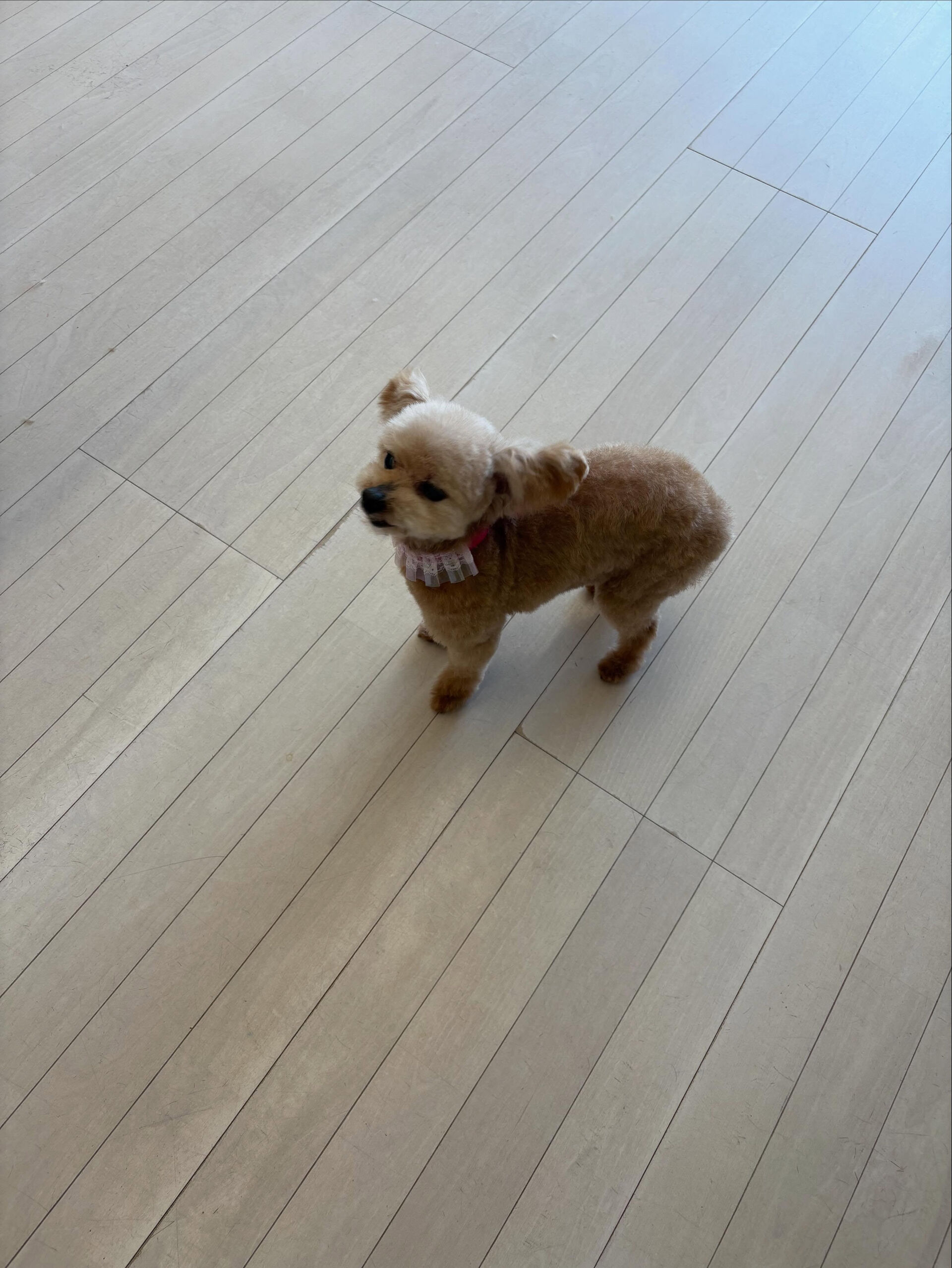 プードルのジュリちゃん