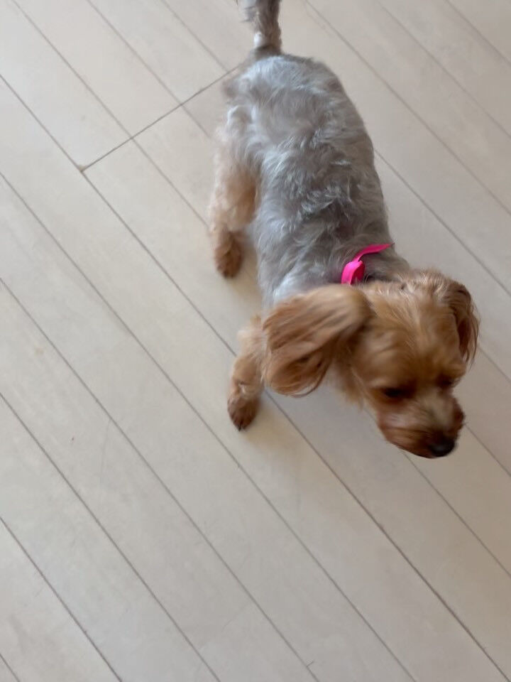 ミックスのベルちゃん