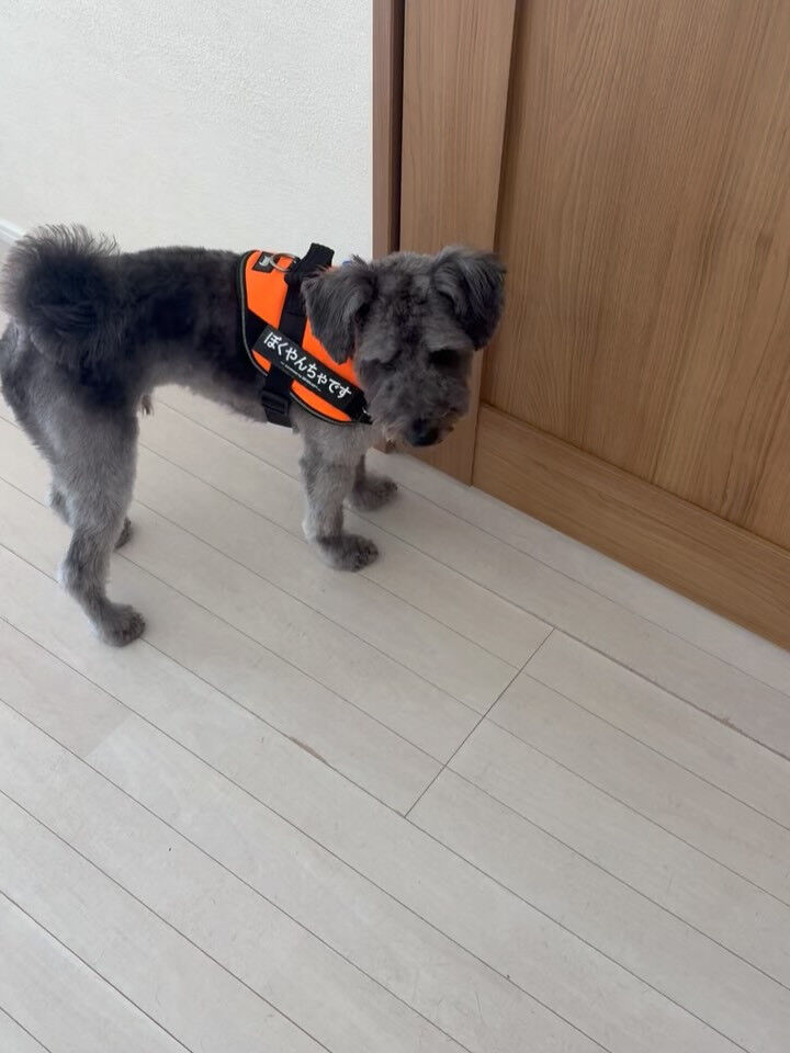 ミックスのぽんず君
