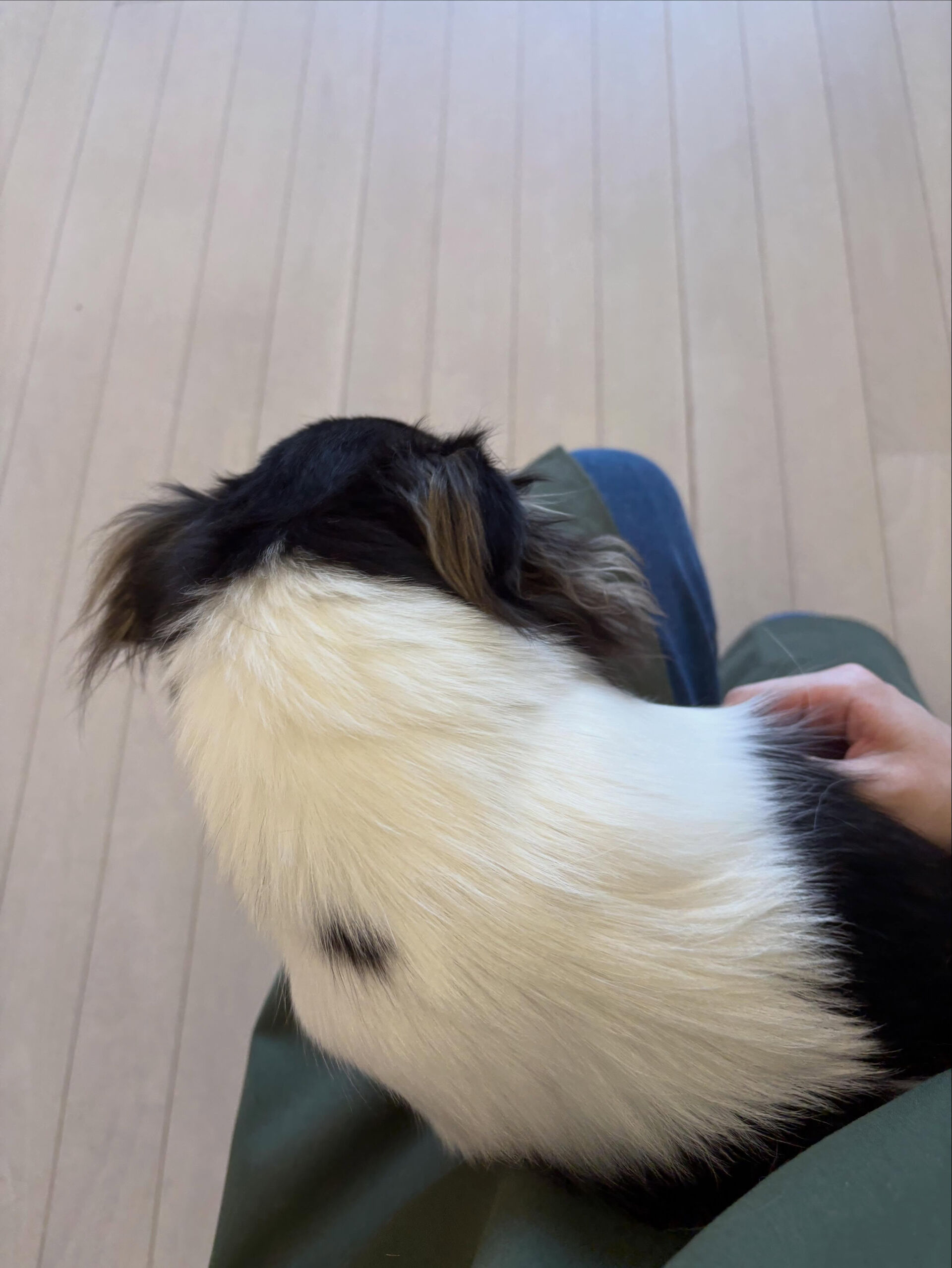 チワワのポンちゃん