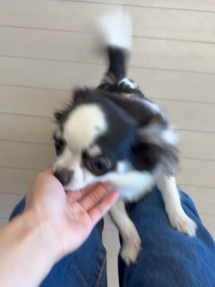 チワワのポンちゃん