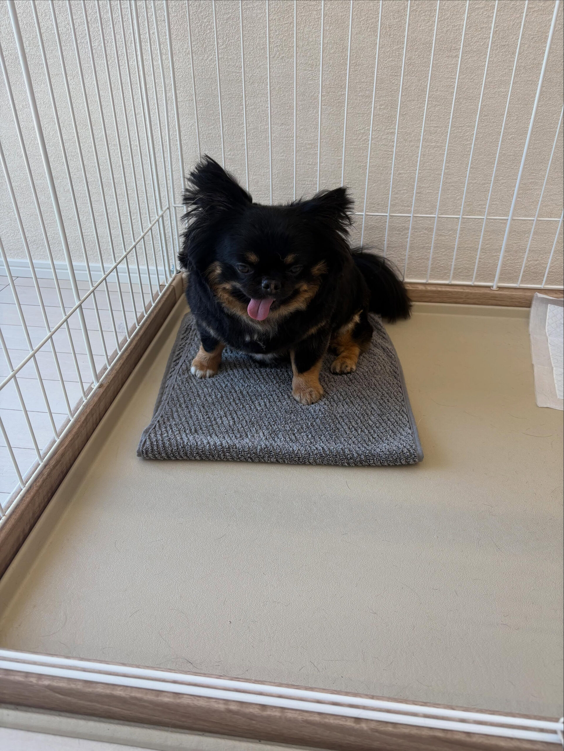 チワワのなつ君