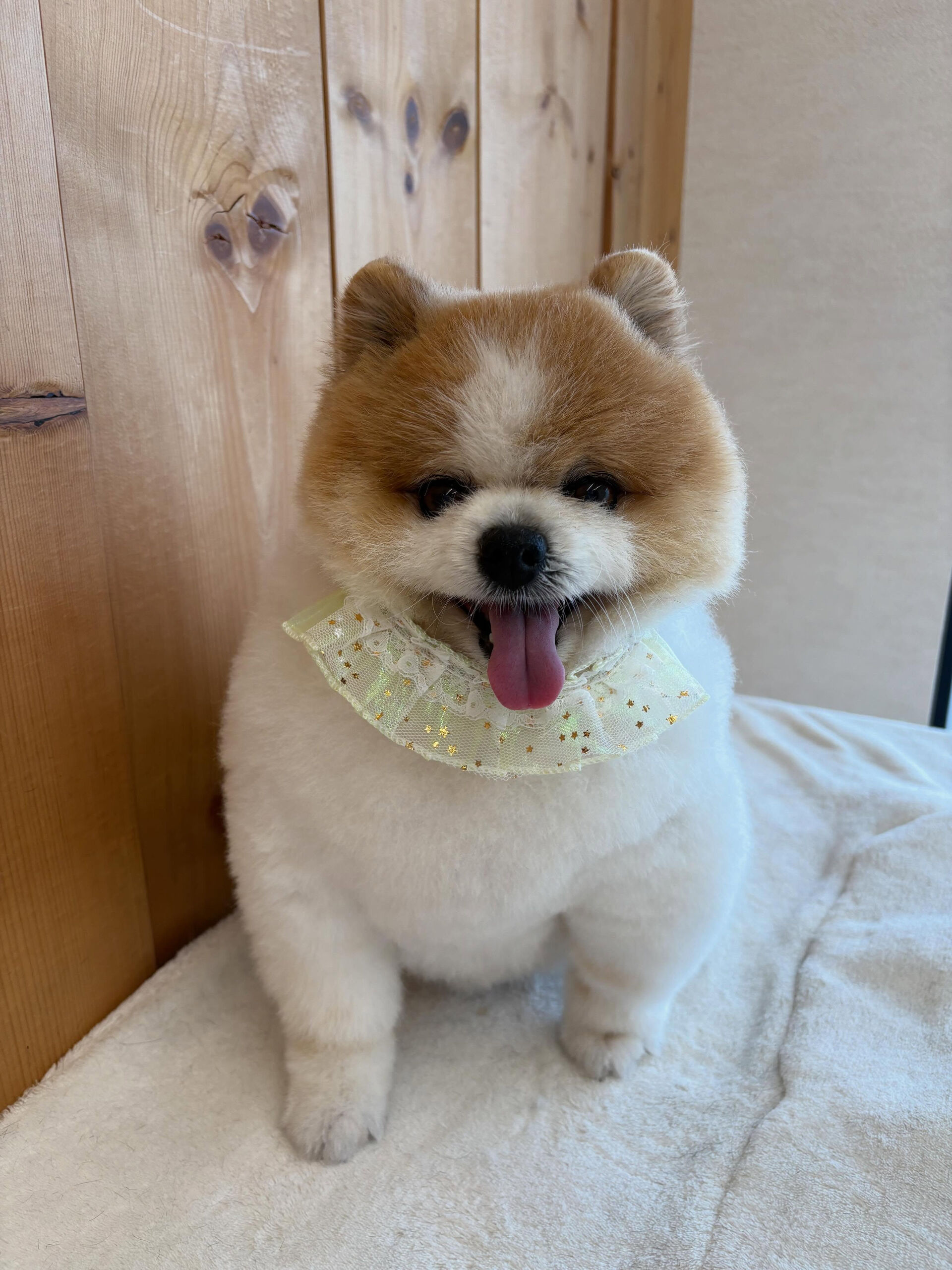 ポメラニアンのはなまるちゃん