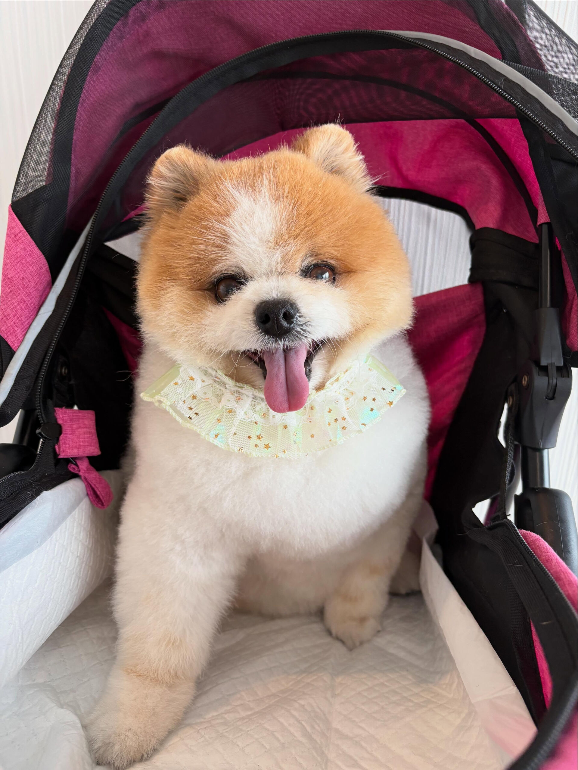 ポメラニアンのはなまるちゃん