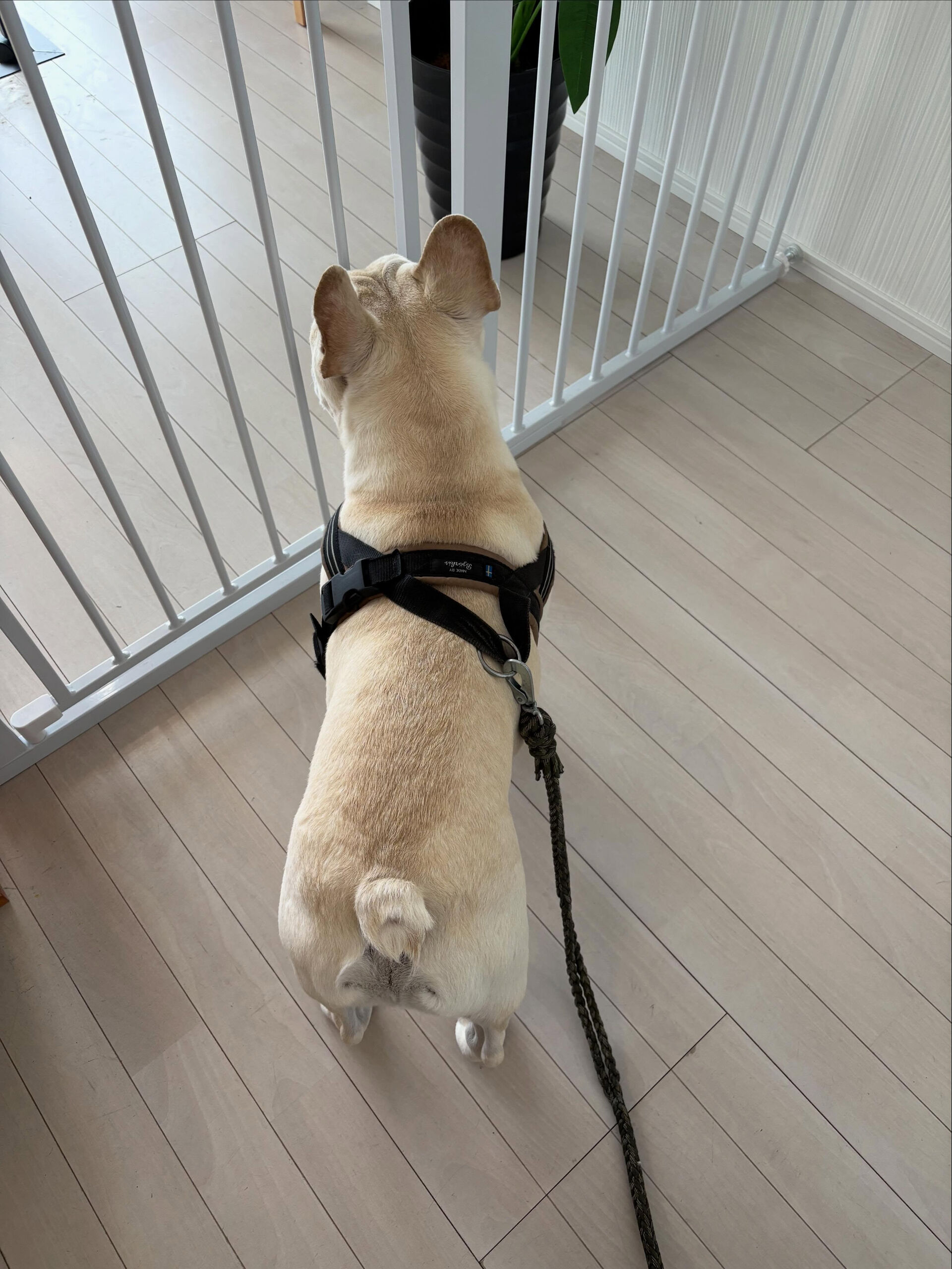 フレンチブルドッグのぼく君、ぼん君