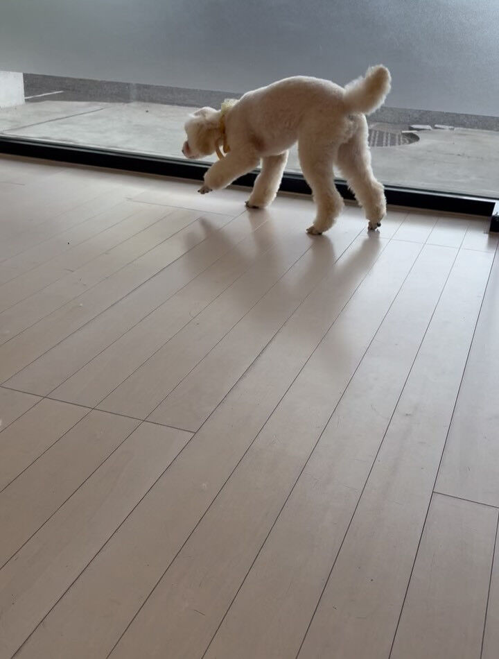 プードルのくるみちゃん