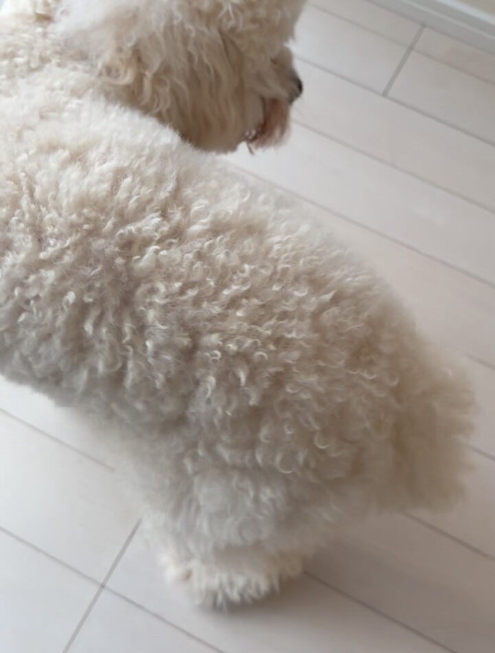 プードルのくるみちゃん