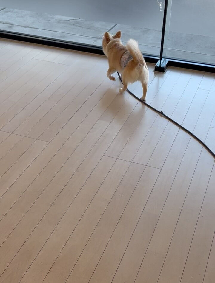 チワワのショコラ君