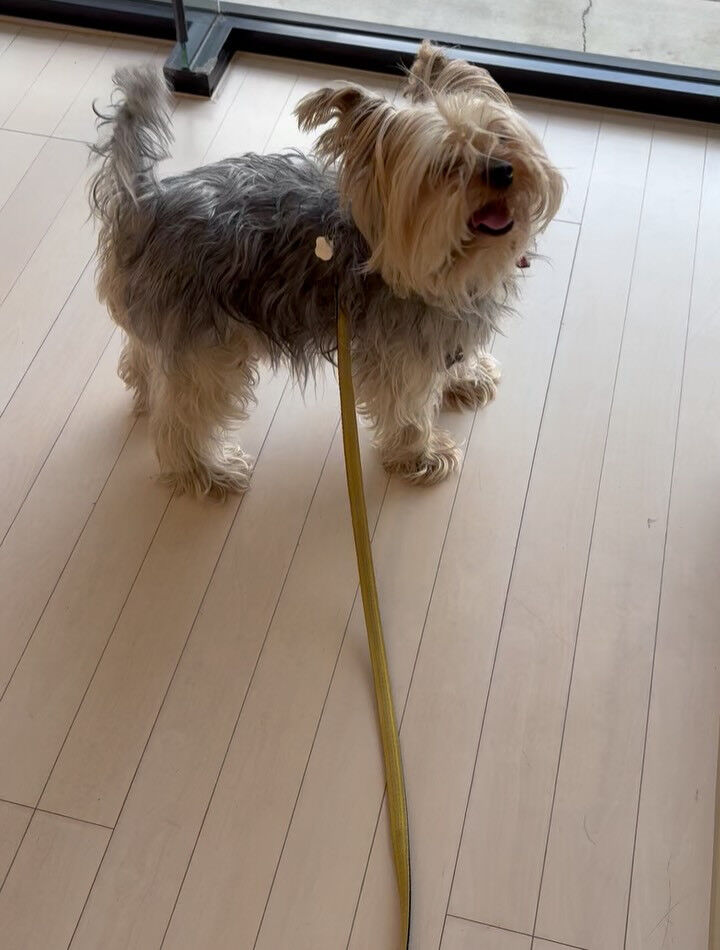 ヨークシャテリアのキャメル君