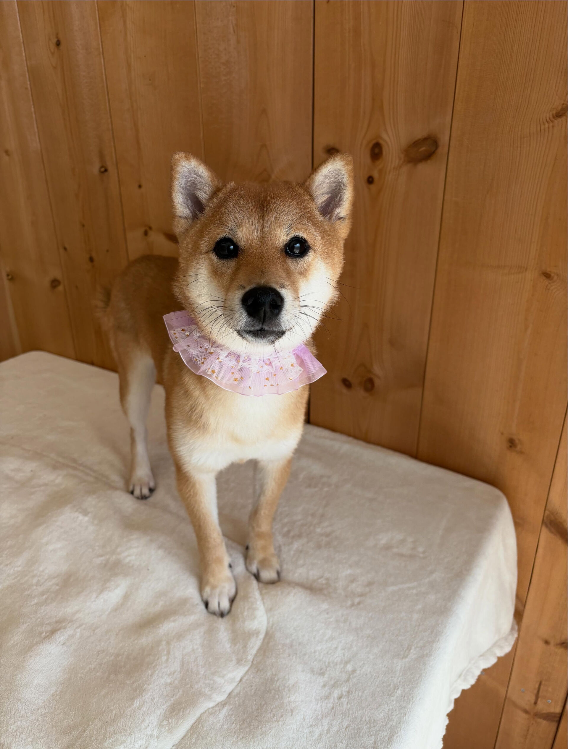 柴犬のベンチちゃん