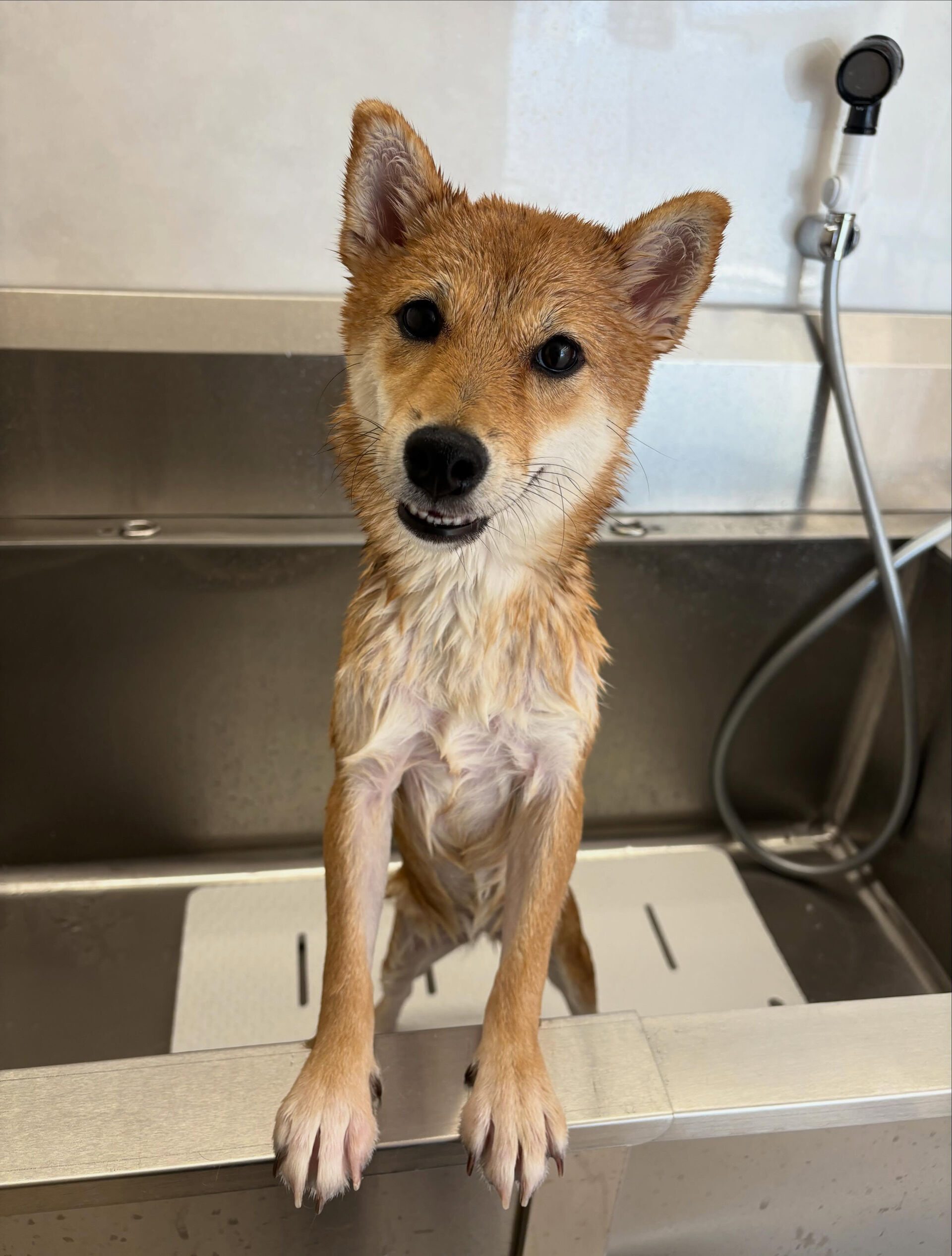 柴犬のベンチちゃん