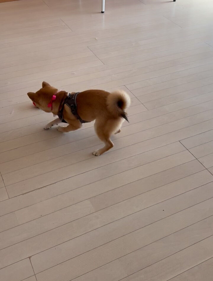 柴犬のベンチちゃん