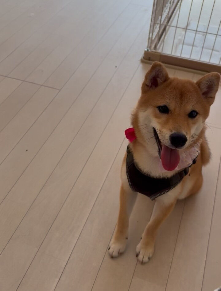 柴犬のベンチちゃん