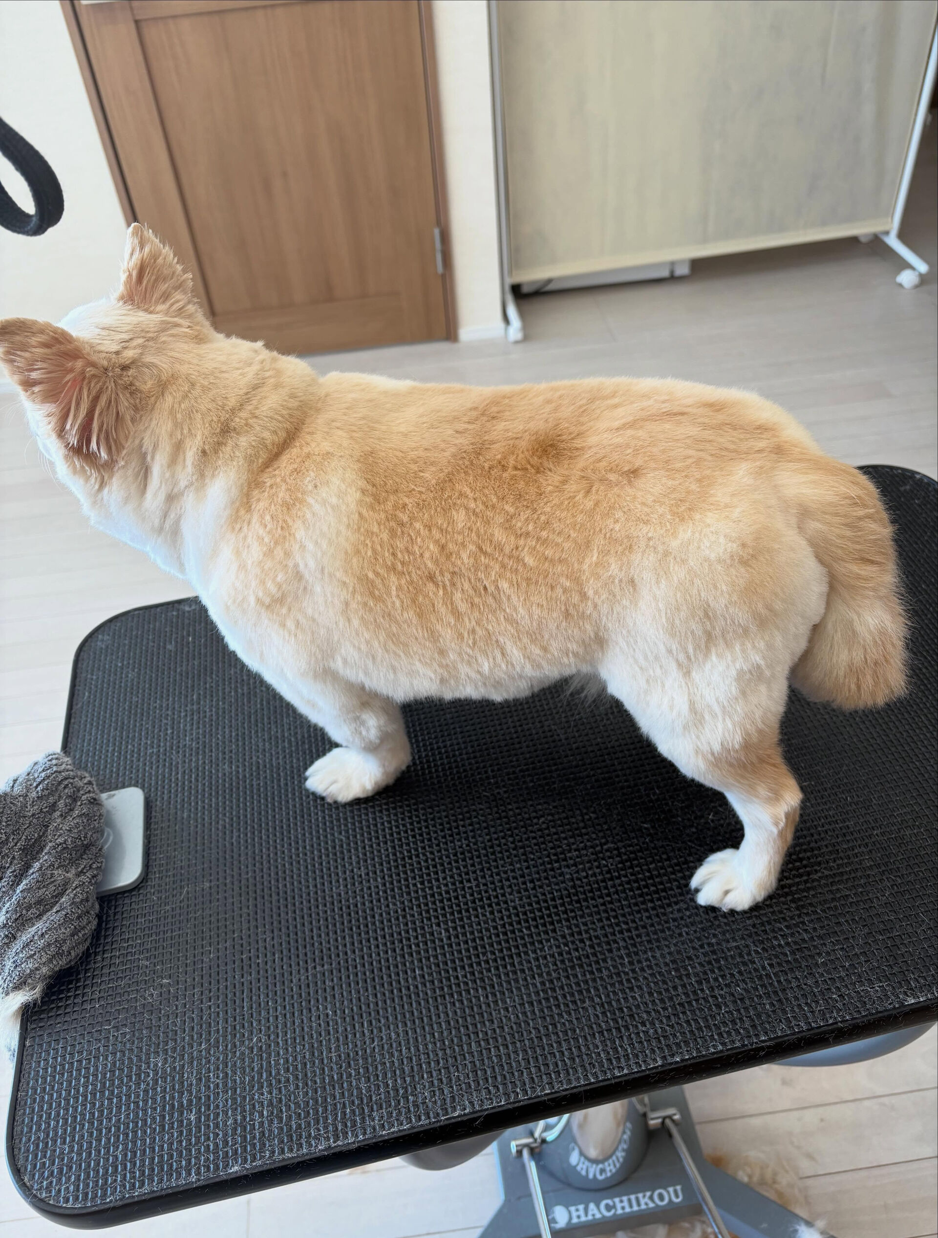 チワワのくう君