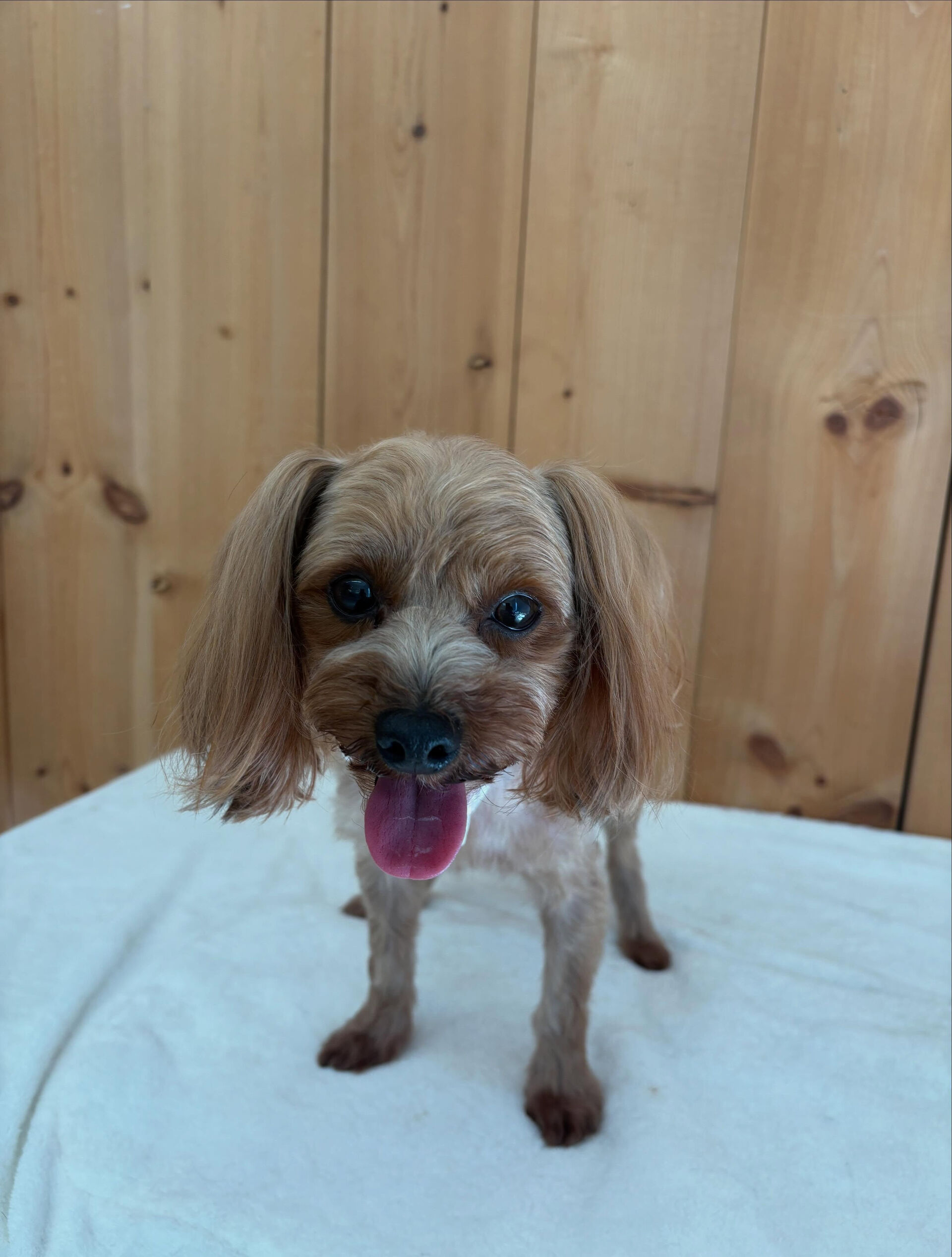 mixのベルちゃん