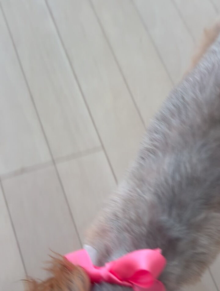 mixのベルちゃん