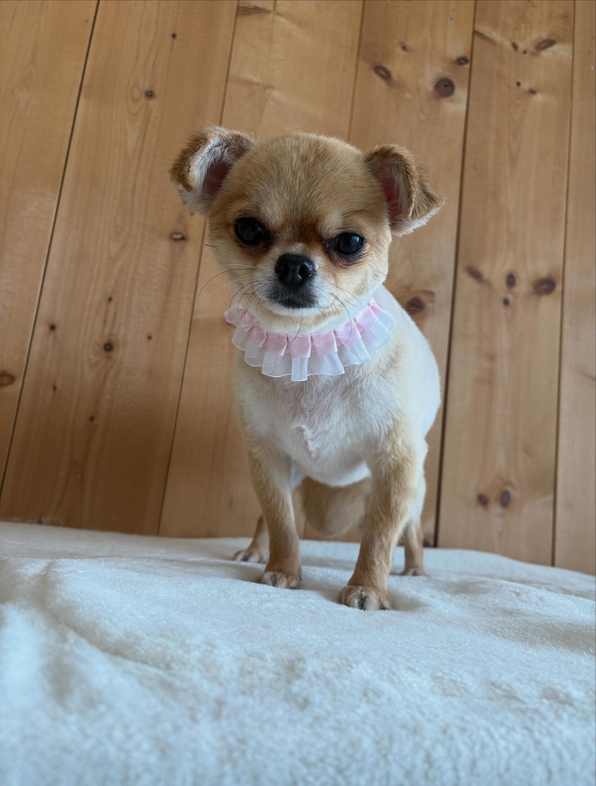 チワワのペスちゃん、みいちゃん