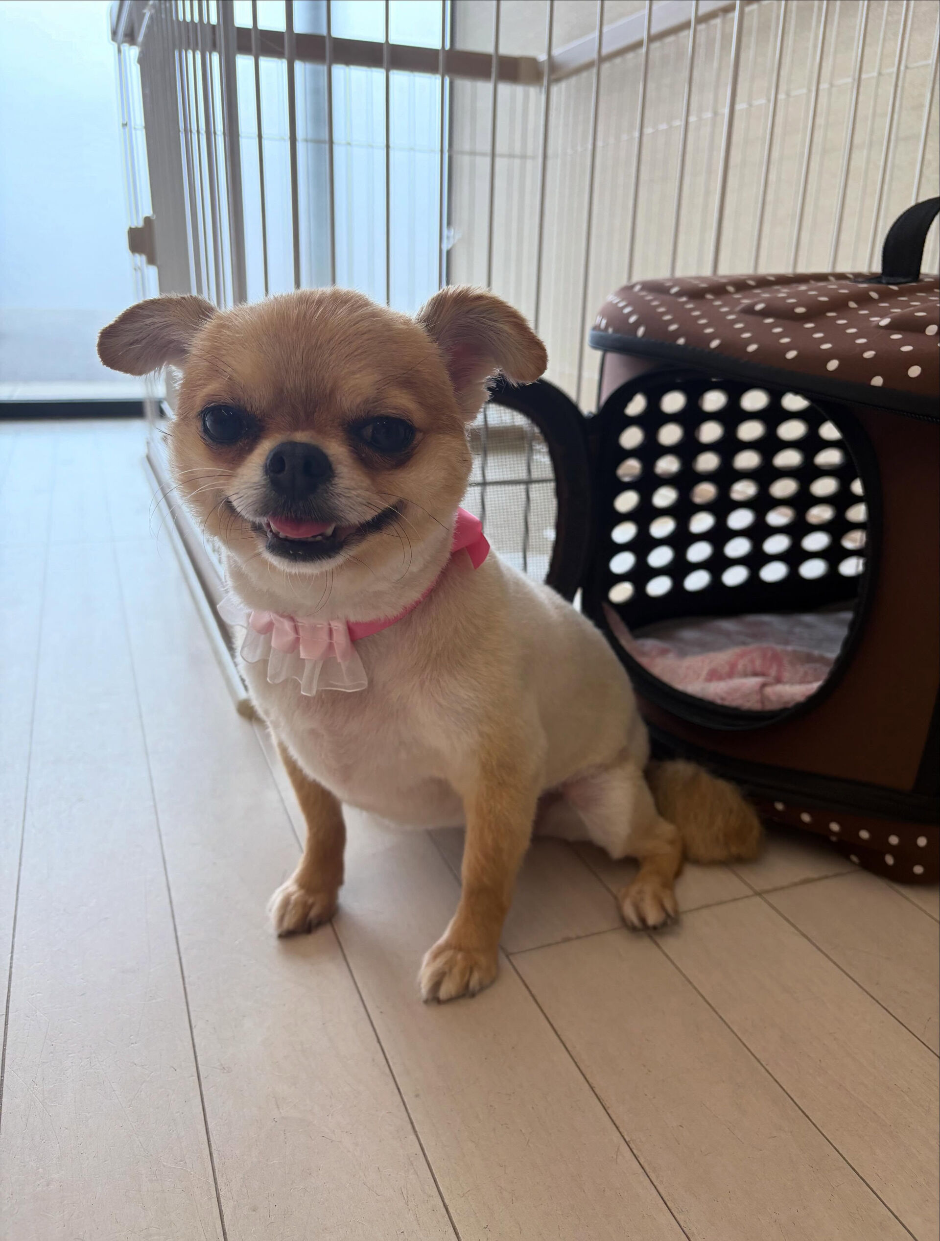 チワワのペスちゃん、みいちゃん