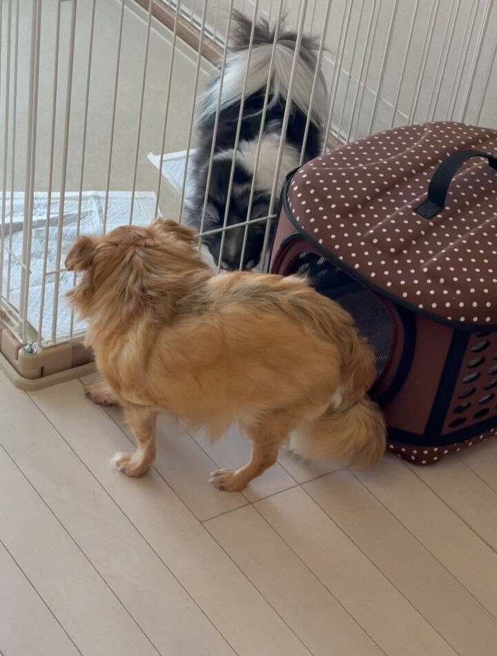 チワワのペスちゃん、みいちゃん