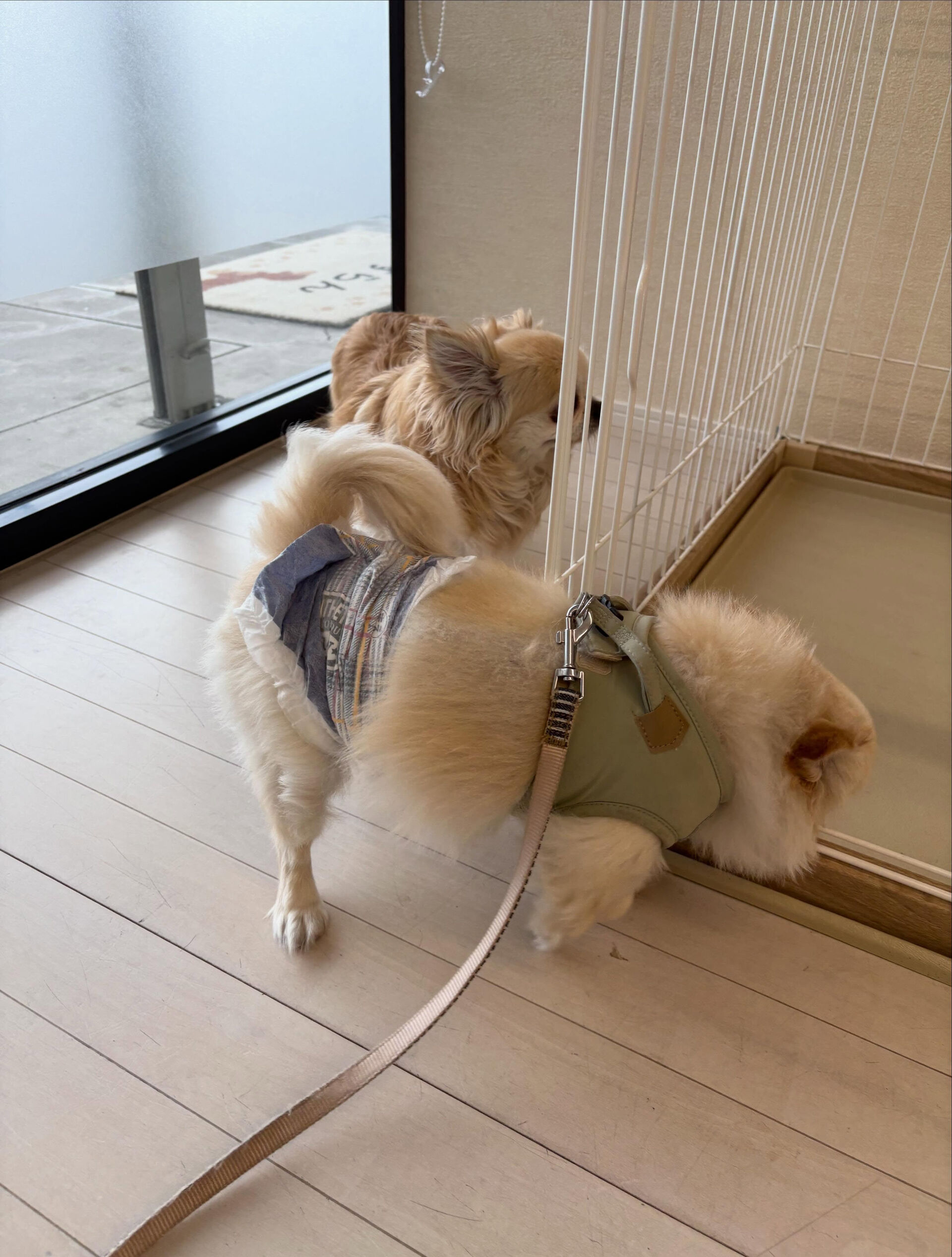チワワのりい君、るうちゃん