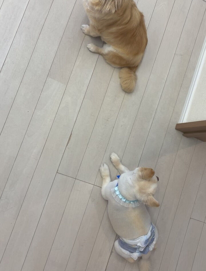 チワワのりい君、るうちゃん
