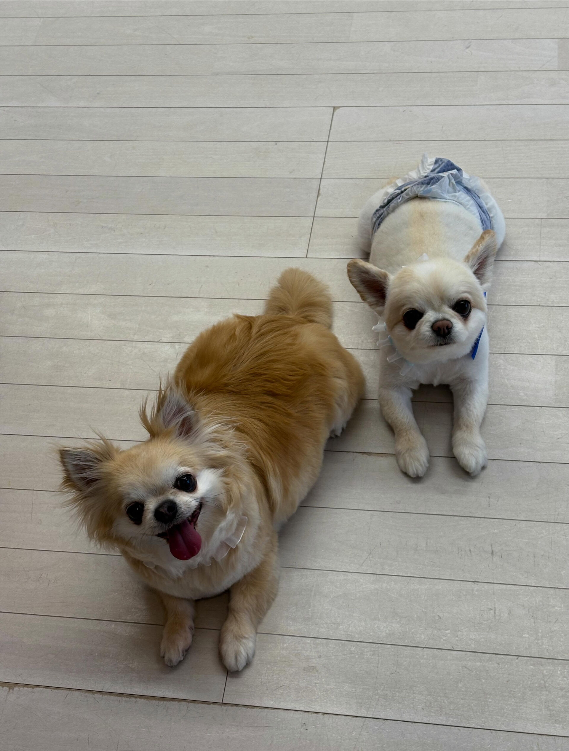 チワワのりい君、るうちゃん
