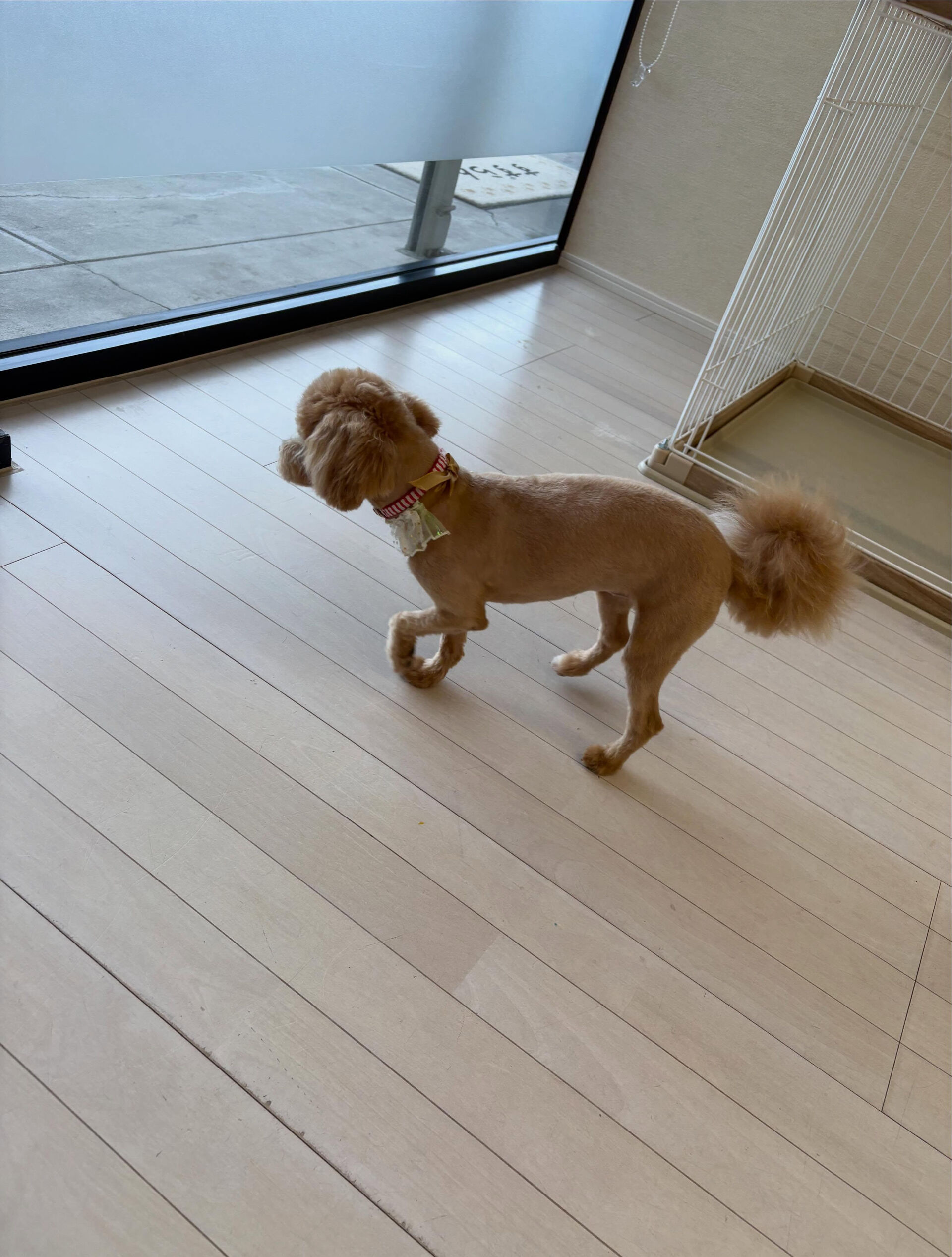 ミックスのきなこちゃん