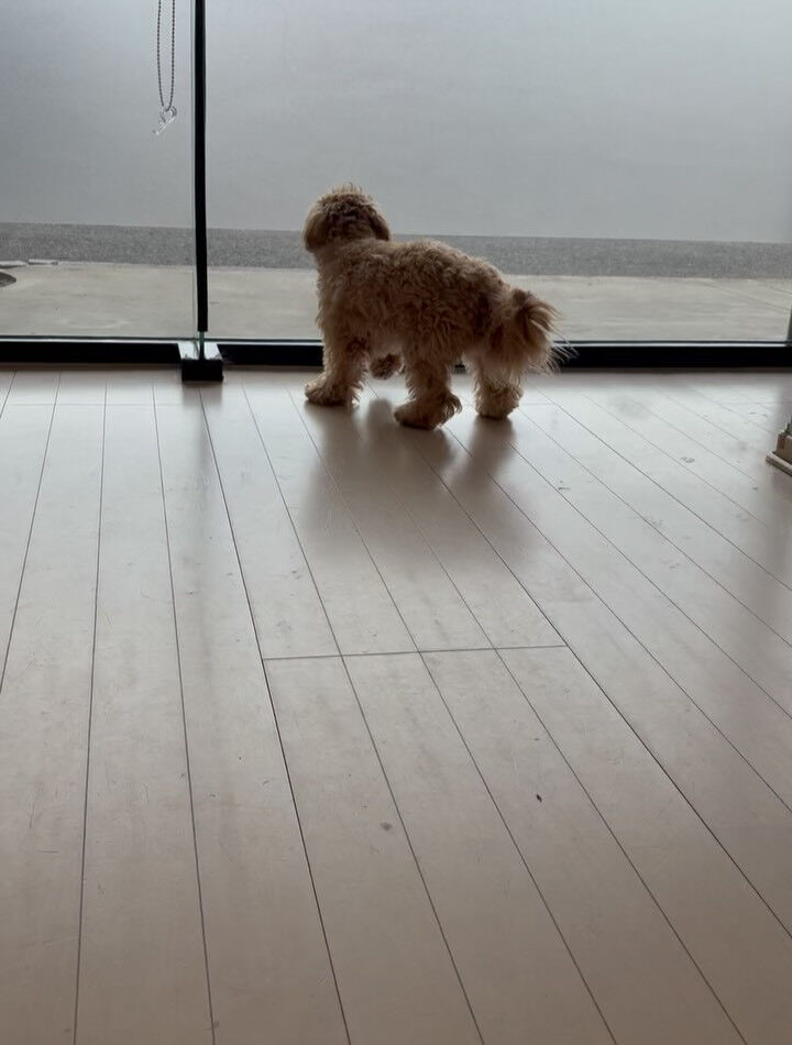 ミックスのきなこちゃん