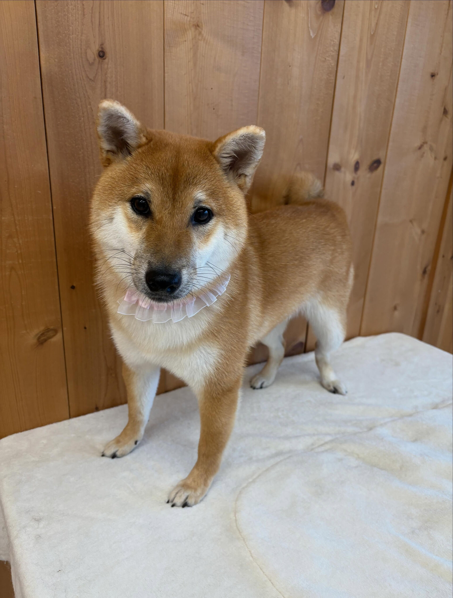 柴犬のぽんちゃん