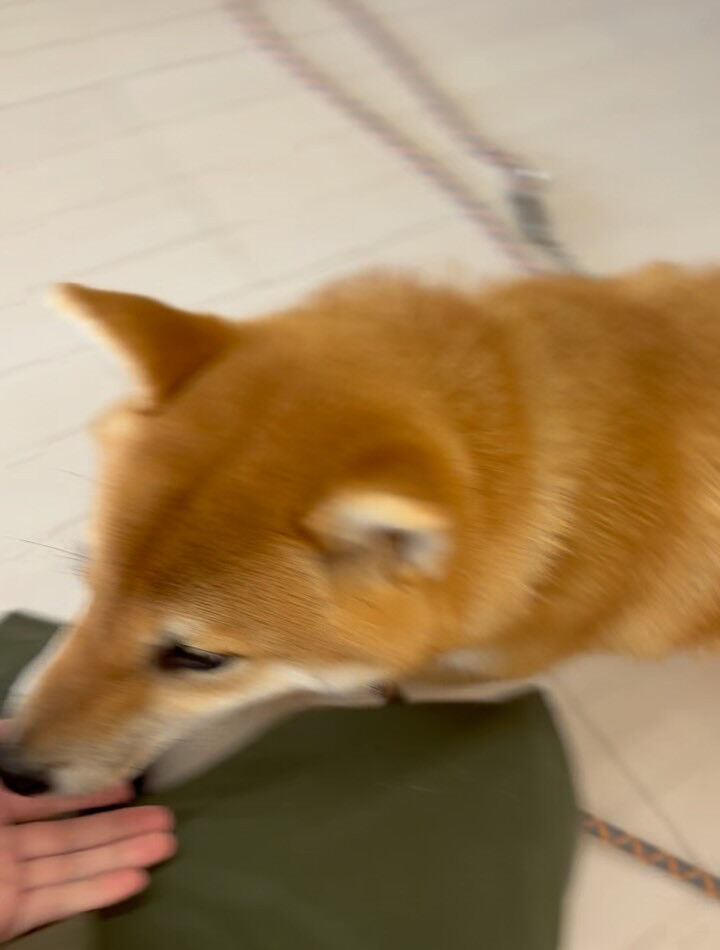 柴犬のぽんちゃん