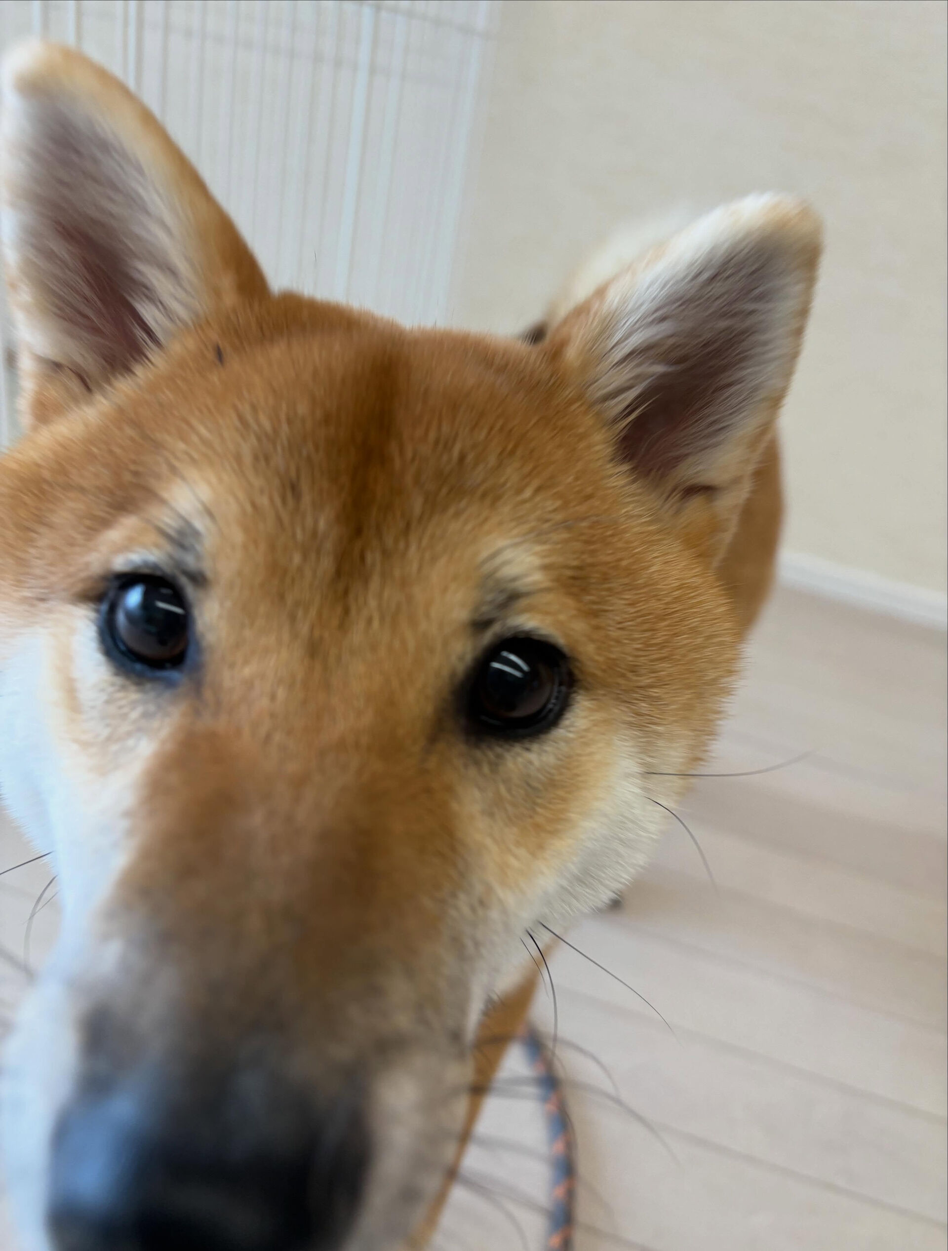 柴犬のぽんちゃん