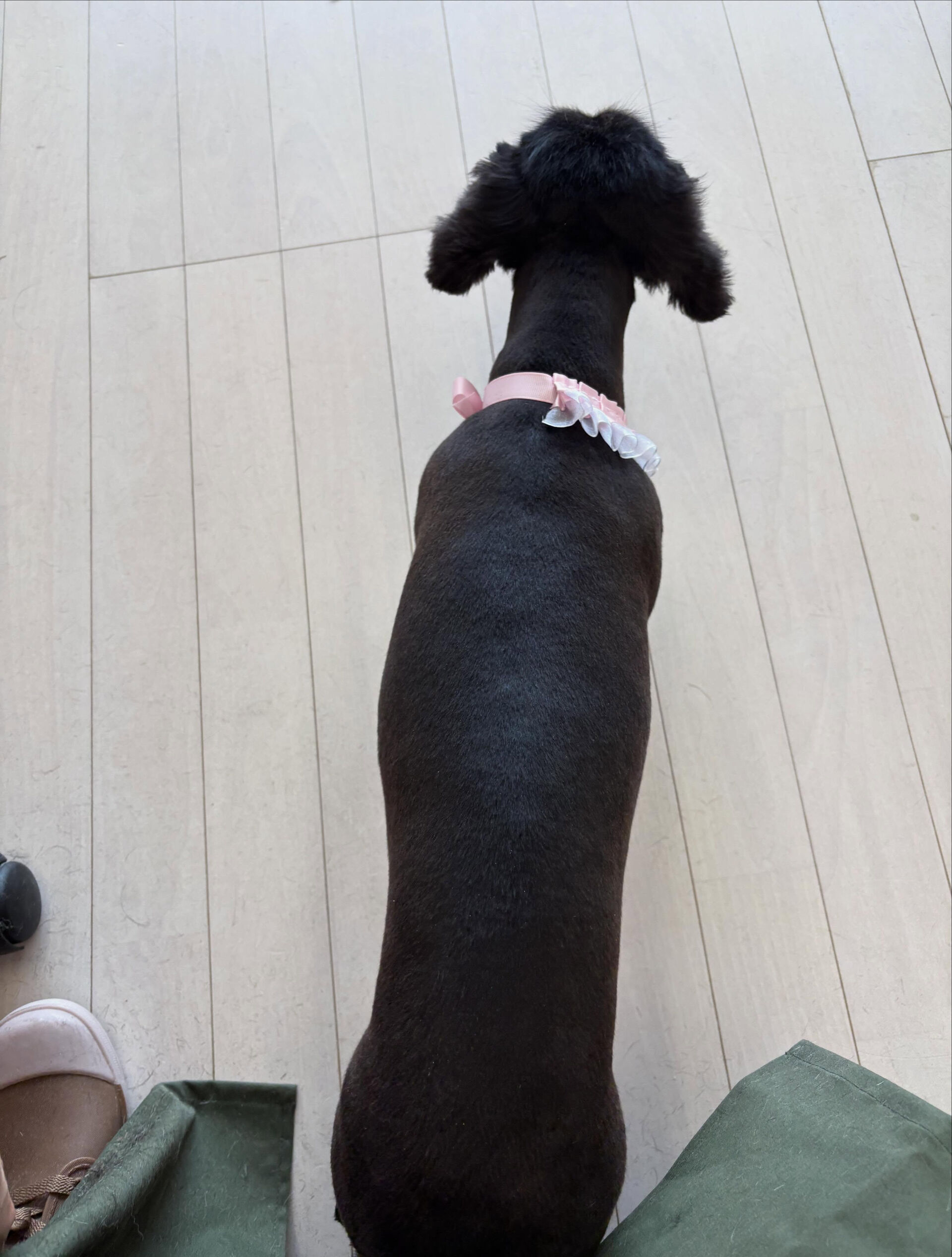 ダックスのにこちゃん