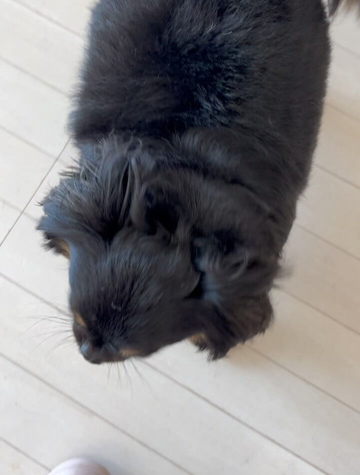 チワワのなつ君