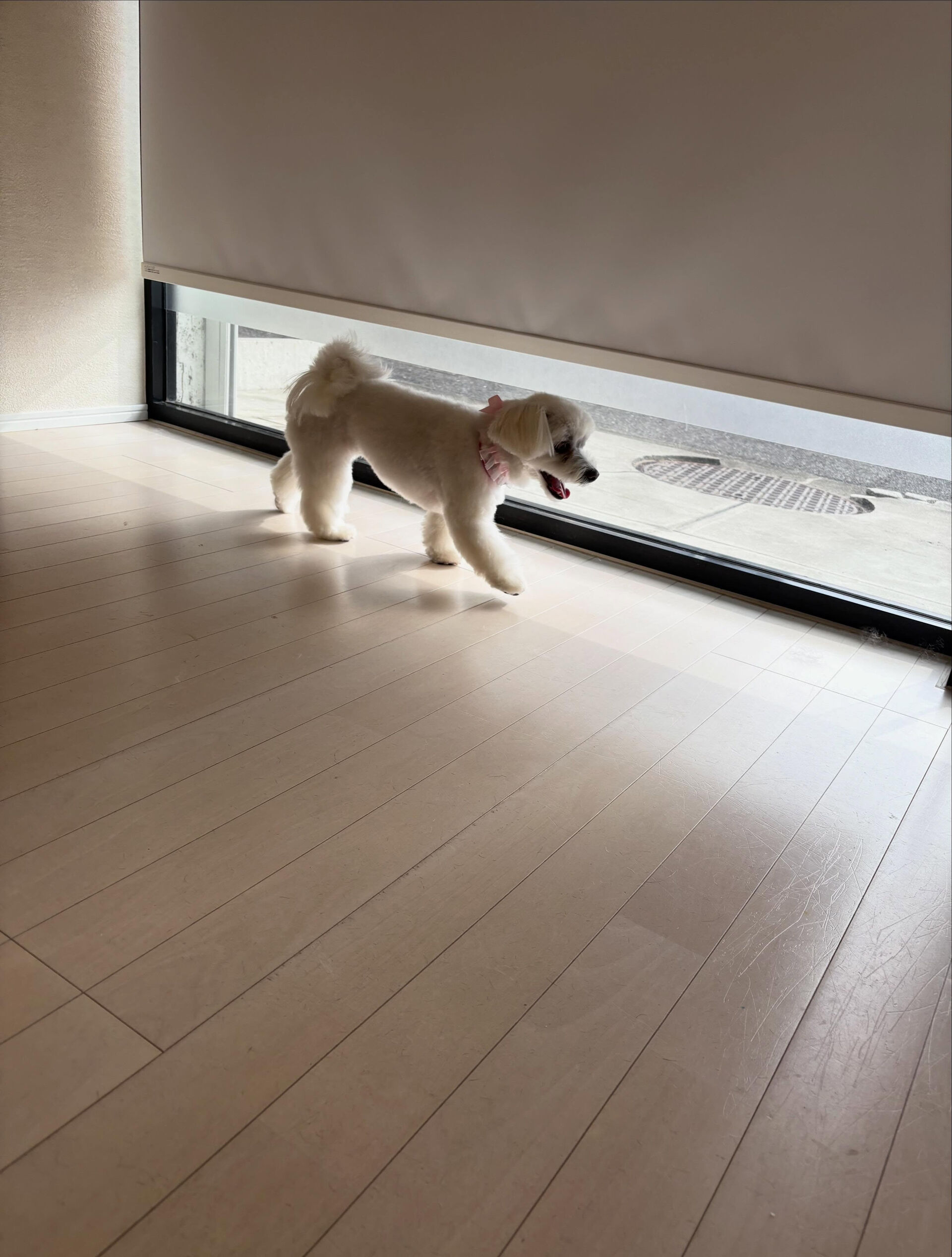 マルチーズのランちゃん