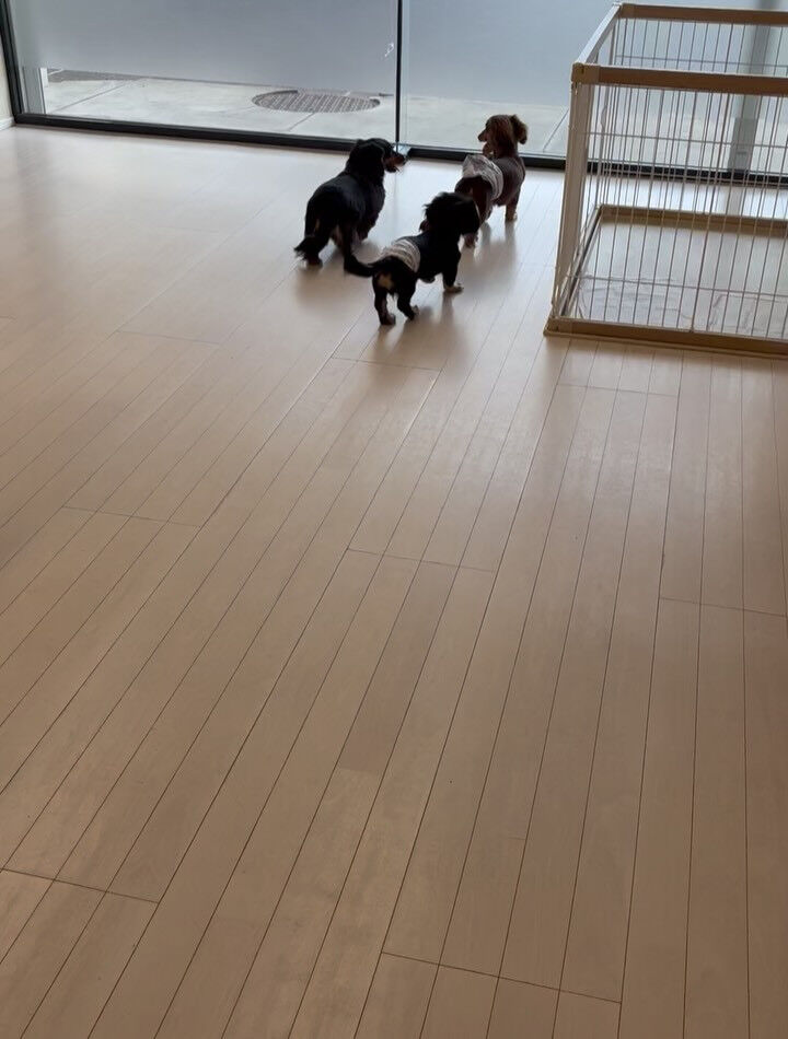 ダックスの大豆くん、小豆ちゃん、黒豆くん