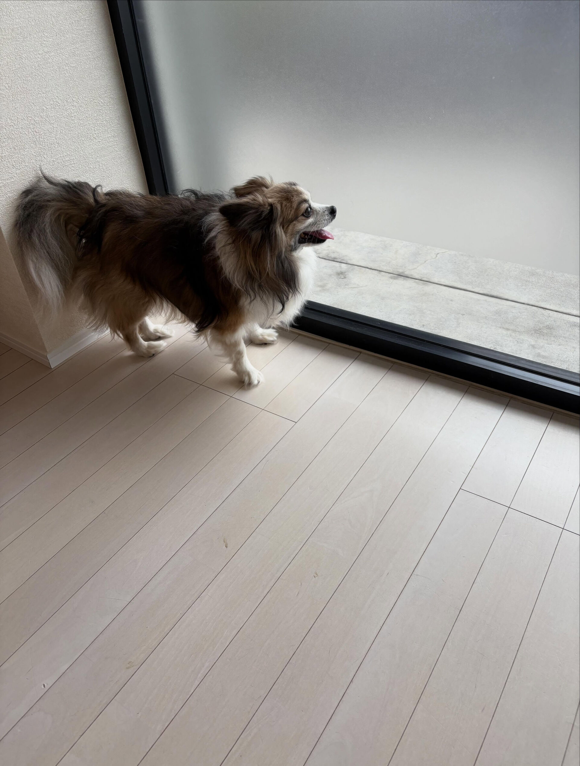 ミックスの空汰くん