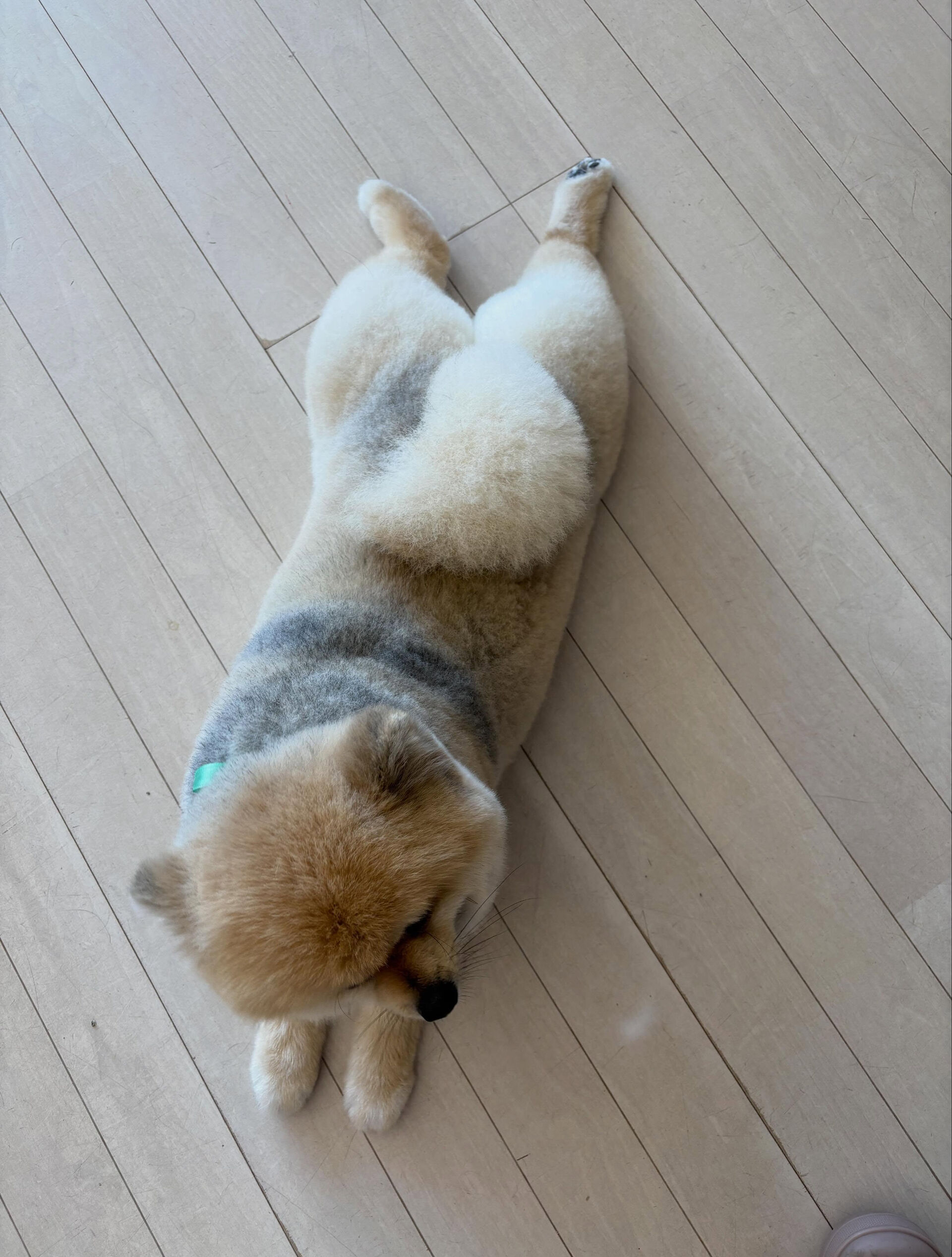 ポメラニアンのまめ吉くん