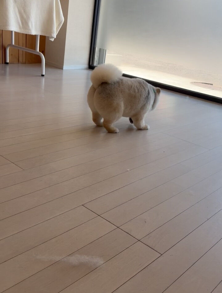 ポメラニアンのまめ吉くん